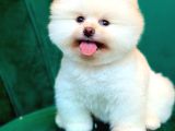 Pomerani̇an Boo Teacup Kali̇teli̇ Yavrular Hazir