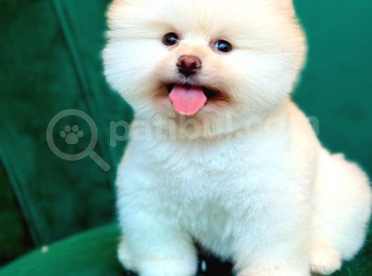 Pomerani̇an Boo Teacup Kali̇teli̇ Yavrular Hazir görsel