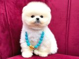 POMERANİAN BOO TEACUP KALİTELİ YAVRULAR HAZIR