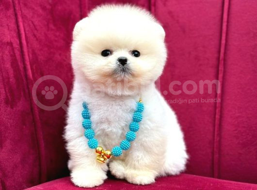 Pomerani̇an Boo Teacup Kali̇teli̇ Yavrular Hazir
