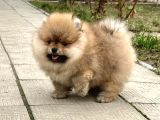 Pomerani̇an Boo Teacup Kali̇teli̇ Yavrular Hazir