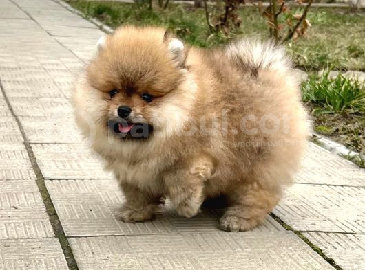 Pomerani̇an Boo Teacup Kali̇teli̇ Yavrular Hazir görsel