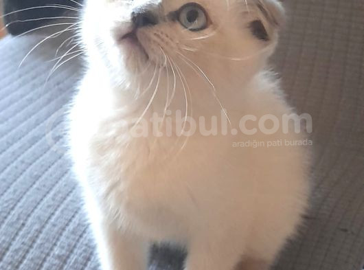 Scotti̇sh Yavrular Hazir görsel
