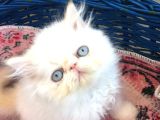 Mükemmel Kali̇te İran Persian Bebekler