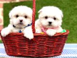 Maltese terrier Kore kan saf ırk yavrularımız