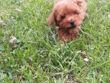 Red Brown Kizil Orji̇nal Gerçek Toy Poodle