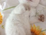 2 Aylık Olmak Üzere Orjinal Safkan Yavrularımız