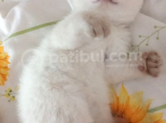 2 Aylık Olmak Üzere Orjinal Safkan Yavrularımız görsel