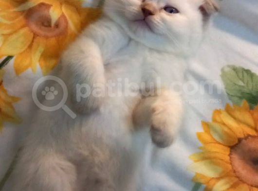 2 Aylık Olmak Üzere Orjinal Safkan Yavrularımız görsel
