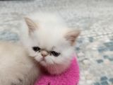 Mükemmel Kali̇te İran Persian Bebekler