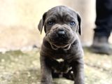 Blue cane corso İtaliano yavrularımız mağazamızdan sizlerle