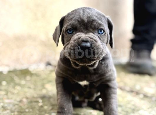 Blue Cane Corso İtaliano Yavrularımız Mağazamızdan Sizlerle