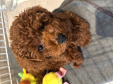 erkek 2 aylık red brown toy poodle yavru