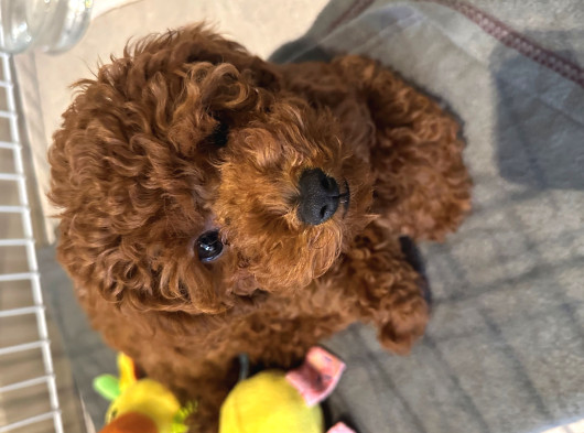 Erkek 2 Aylık Red Brown Toy Poodle Yavru