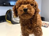 Erkek 2 Aylık Red Brown Toy Poodle Yavru