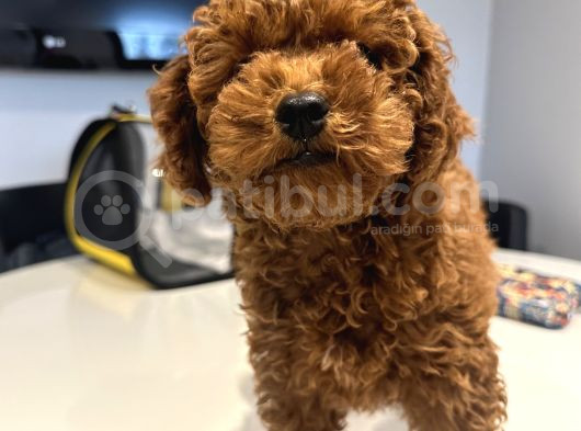 Erkek 2 Aylık Red Brown Toy Poodle Yavru görsel