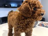 Erkek 2 Aylık Red Brown Toy Poodle Yavru