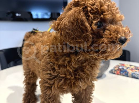 Erkek 2 Aylık Red Brown Toy Poodle Yavru görsel