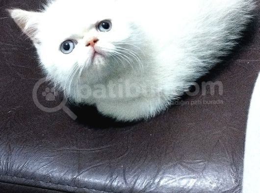 Mükemmel Kali̇te İran Persian Bebekler görsel