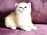 Üst Kalite Saf Kan British Shorthair Golden