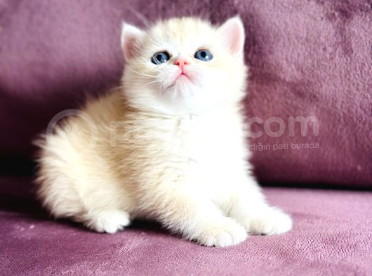 Üst Kalite Saf Kan British Shorthair Golden görsel