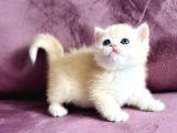 Üst Kalite Saf Kan British Shorthair Golden