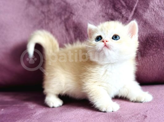 Üst Kalite Saf Kan British Shorthair Golden görsel