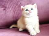 Üst Kalite Saf Kan British Shorthair Golden