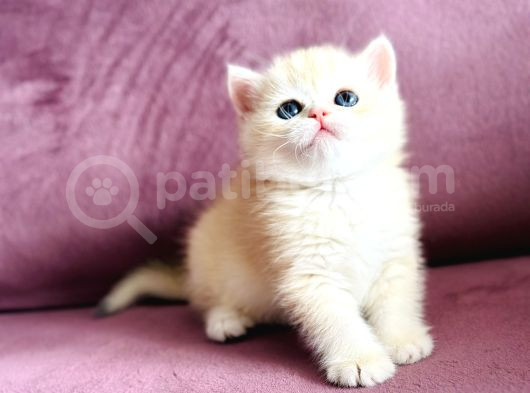 Üst Kalite Saf Kan British Shorthair Golden görsel