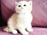 Üst Kalite Saf Kan British Shorthair Golden
