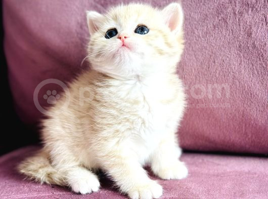 Üst Kalite Saf Kan British Shorthair Golden görsel