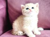 Üst Kalite Saf Kan British Shorthair Golden