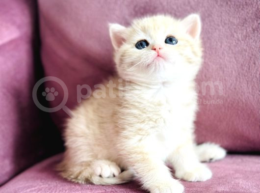 Üst Kalite Saf Kan British Shorthair Golden görsel