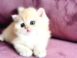 Üst Kalite Saf Kan British Shorthair Golden