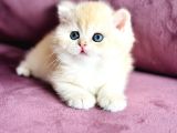 Üst Kalite Saf Kan British Shorthair Golden