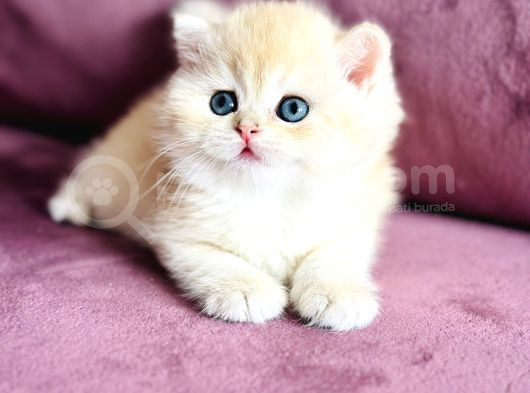 Üst Kalite Saf Kan British Shorthair Golden görsel