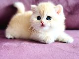 Üst Kalite Saf Kan British Shorthair Golden