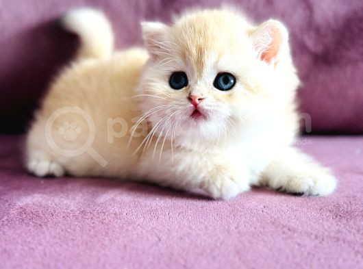 Üst Kalite Saf Kan British Shorthair Golden görsel
