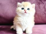 Üst kalite saf kan British shorthair golden