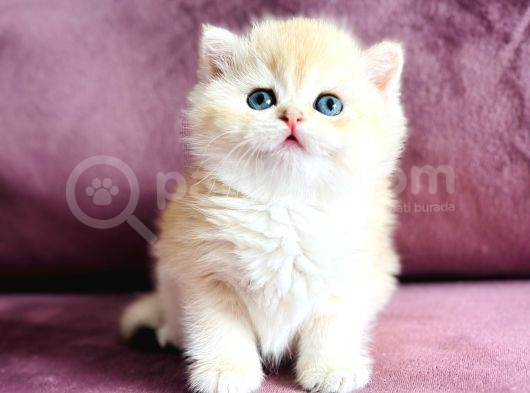Üst Kalite Saf Kan British Shorthair Golden