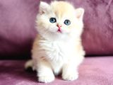 Üst Kalite Saf Kan British Shorthair Golden