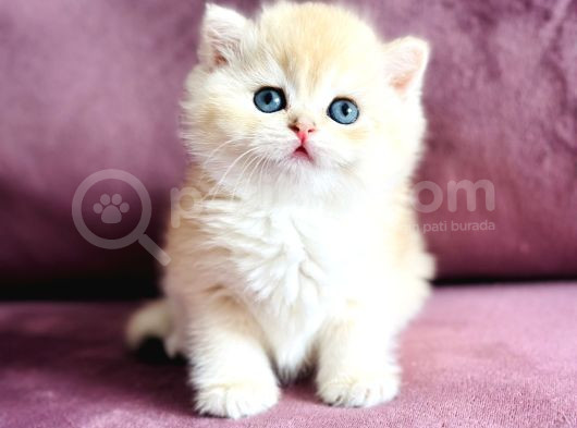 Üst Kalite Saf Kan British Shorthair Golden görsel