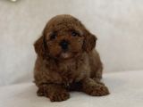 Red Aşili Toy Poodle Bebekler A Kali̇te