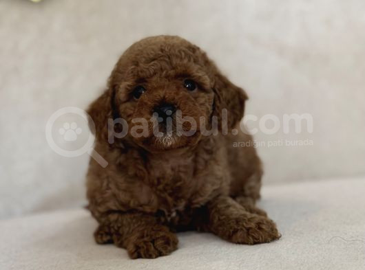 Red Aşili Toy Poodle Bebekler A Kali̇te görsel