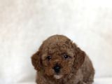 RED AŞILI TOY POODLE BEBEKLER A KALİTE