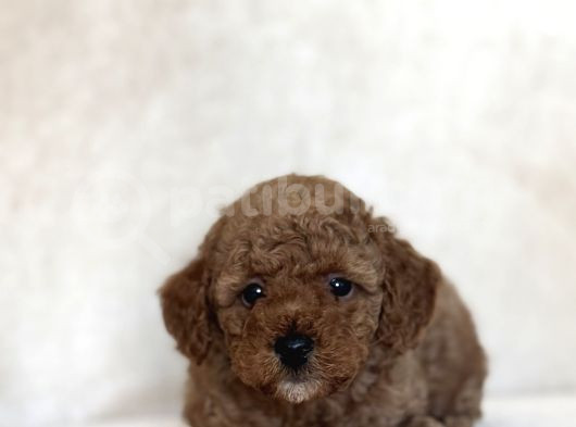 Red Aşili Toy Poodle Bebekler A Kali̇te