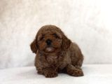 Red Aşili Toy Poodle Bebekler A Kali̇te