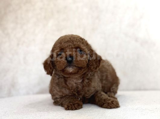 Red Aşili Toy Poodle Bebekler A Kali̇te görsel