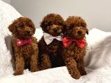 En Güzel Toy Poodle Bebekler Bizdee