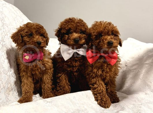 En Güzel Toy Poodle Bebekler Bizdee görsel